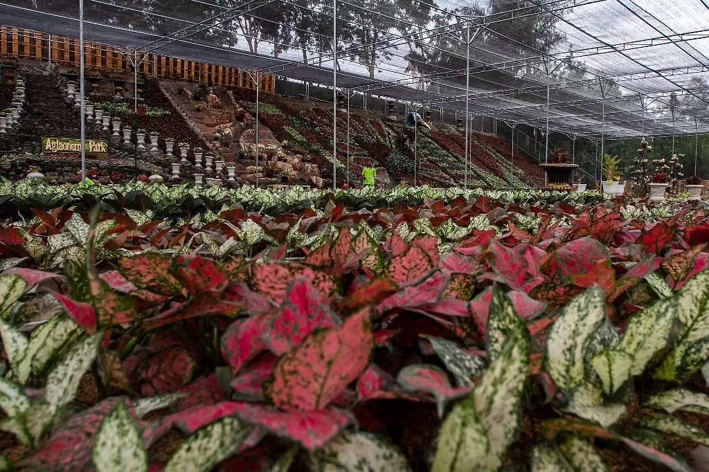 Домашние растения, очищающие воздух от формальдегида и бензола. Фото © ТАСС / ZUMA