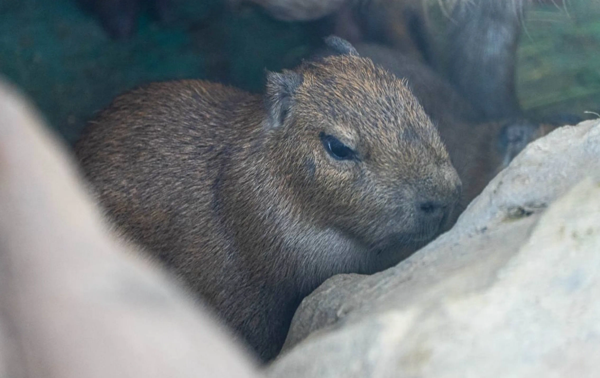 Обложка © Telegram / Московский зоопарк