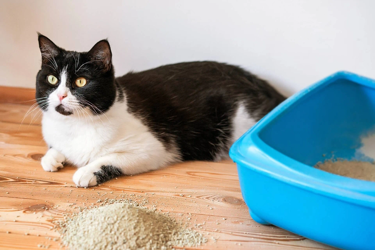 Кот перестал ходить в лоток: что делать владельцу. Фото © Shutterstock / FOTODOM / Tanya Plotnikova
