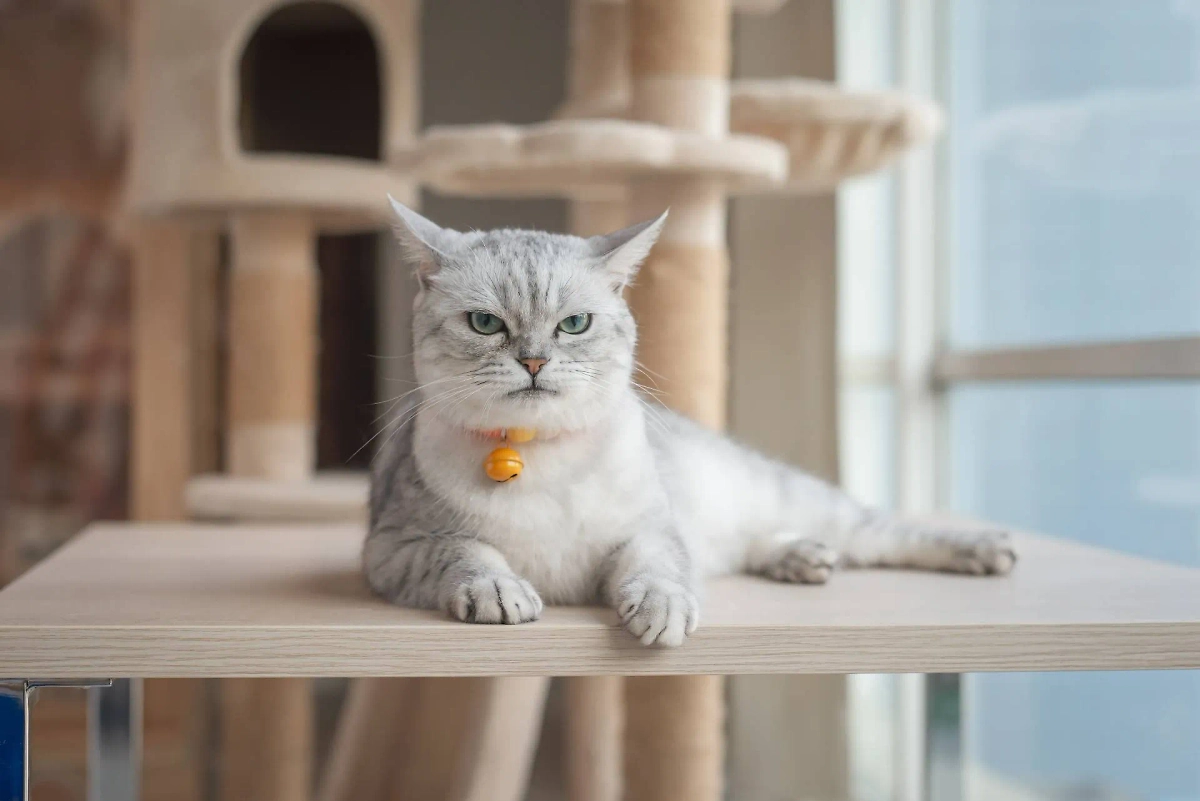 Как отучить кота ходить мимо лотка: пошаговая инструкция. Фото © Shutterstock / FOTODOM / ANURAK PONGPATIMET