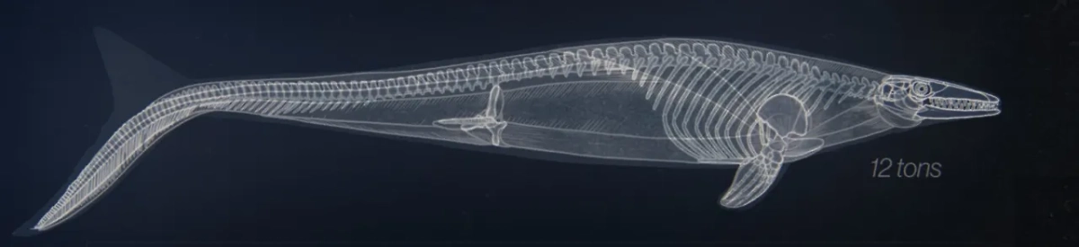 Мозазавр. Изображение © VK / Курское Палеонтологическое Сообщество