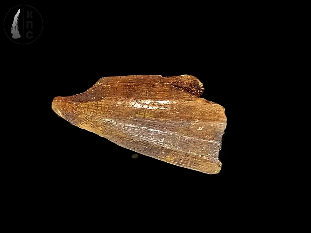 Зуб мозазавра. Фото © VK / Курское Палеонтологическое Сообщество