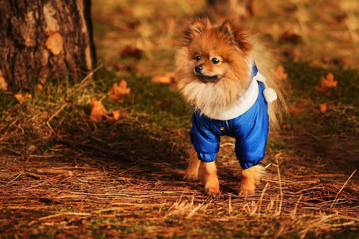 Домашние питомцы помогают снизить уровень стресса. Фото © Shutterstock / FOTODOM / alex-popov