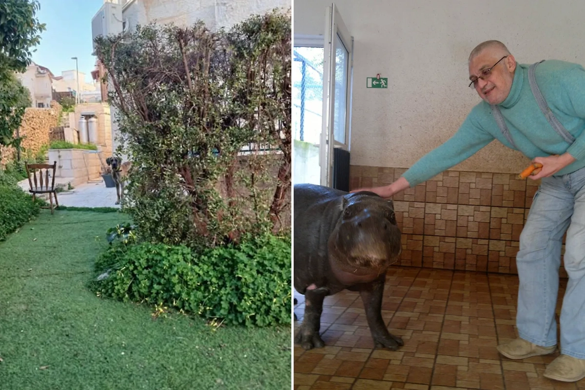 Слева дом Осовцова* в частном секторе Иерусалима. Справа Осовцов* на подмосковной даче с бегемотихой. Фото © Facebook (признан экстремистской организацией и запрещён на территории Российской Федерации) / osovtsovaa