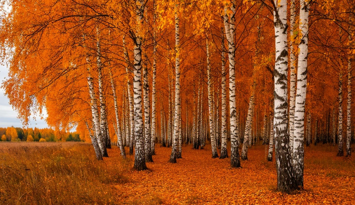 Народные приметы о погоде на 1 октября: во что верили наши предки. Фото © «Шедеврум»