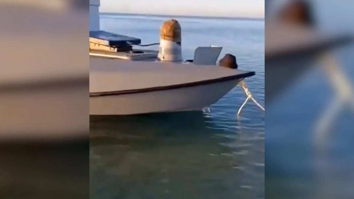 Российские военные захватили беспилотный катер ВСУ, гружённый FPV-дронами. Обложка © VK / Military Theme Z