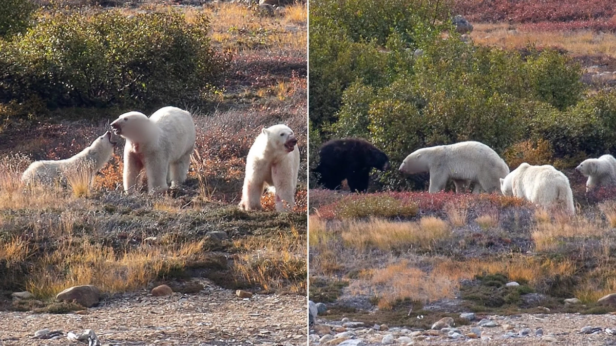 Обложка © Facebook (признан экстремистской организацией и запрещён на территории Российской Федерации) / Jon Vidar Sigurdsson