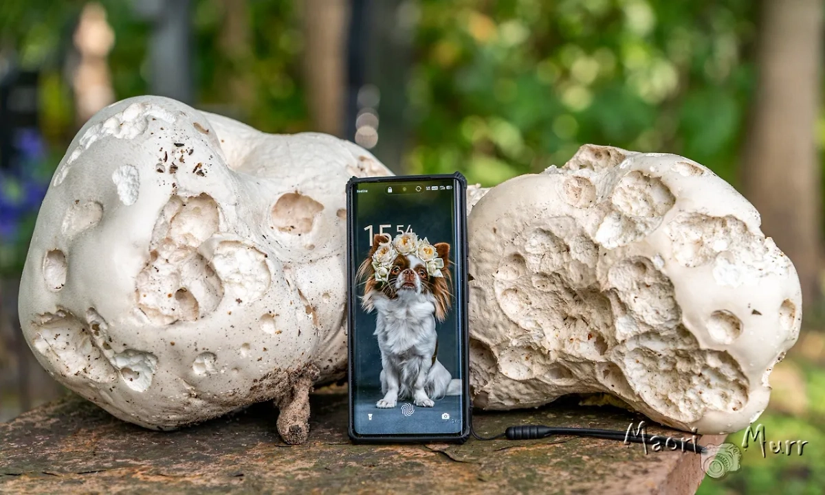 В Петербурге нашли гигантские грибы у кладбища. Фото © VK / Маори Мурр