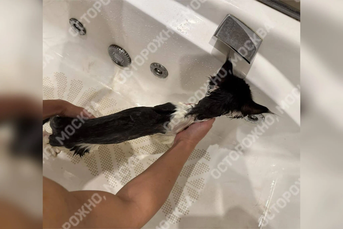 В Подмосковье обнаружили подпольный питомник с 60 котами для донорства. Фото © Telegram / Осторожно, Москва