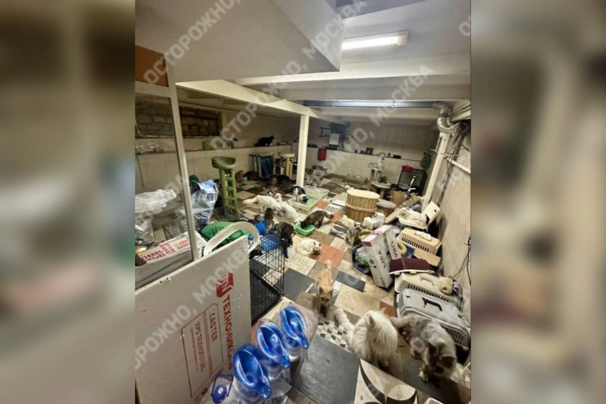 В Подмосковье обнаружили подпольный питомник с 60 котами для донорства. Фото © Telegram / Осторожно, Москва
