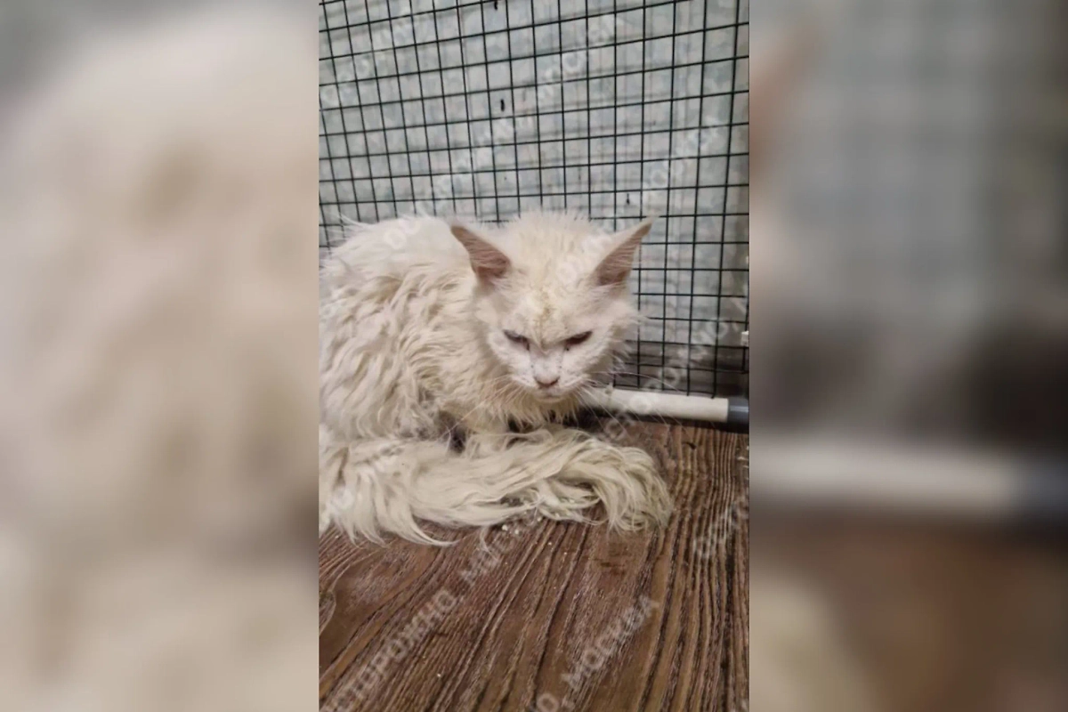 В Подмосковье обнаружили подпольный питомник с 60 котами для донорства. Фото © Telegram / Осторожно, Москва