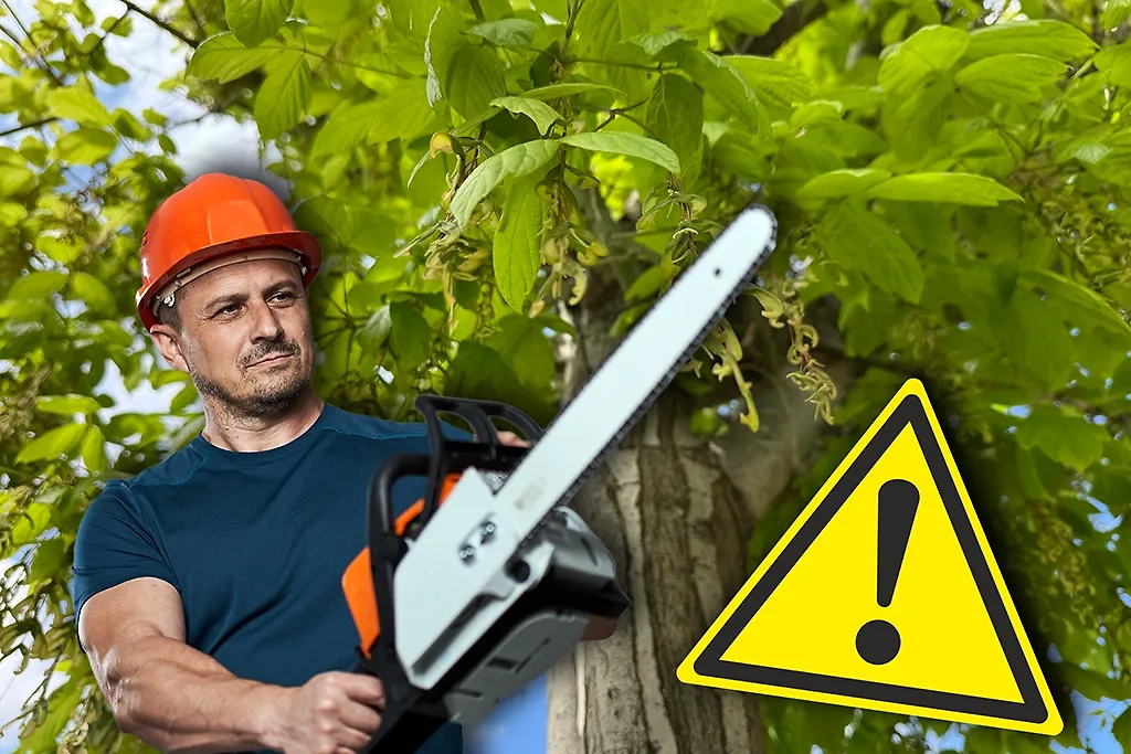 Эксперты обсудили борьбу с инвазивными видами растений. Обложка © Коллаж © Life.ru, фото © Shutterstock / FOTODOM / butterfly&#x27;s dream, Slatan