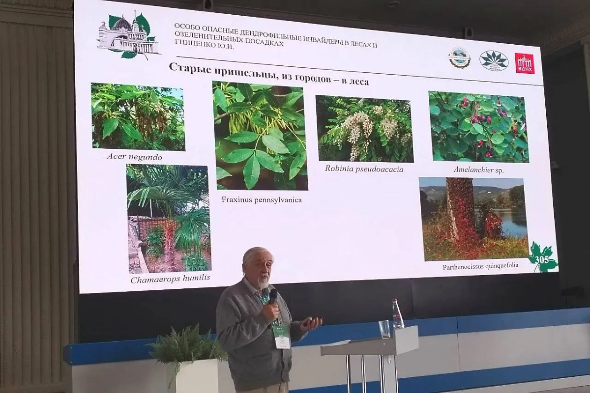 На форуме по вопросу озеленения крупных городов подняли вопрос об опасности клёна ясенелистного. Фото © Личный архив Виктора Исаева