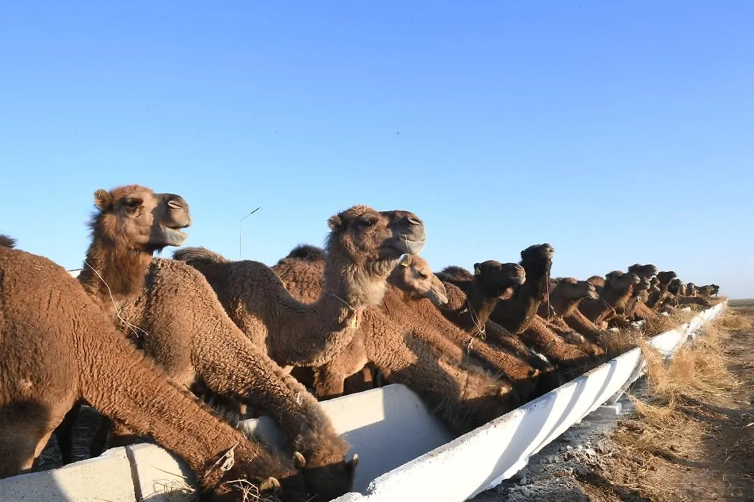 Обложка © Акимат Алматинской области