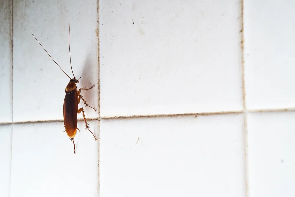 Обложка ©  Shutterstock / FOTODOM / KoKiChs