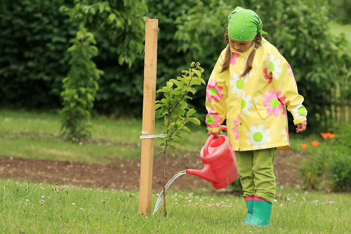 Как правильно посадить яблоню, чтобы она плодоносила, — инструкция. Обложка © Shutterstock / FOTODOM / Inc