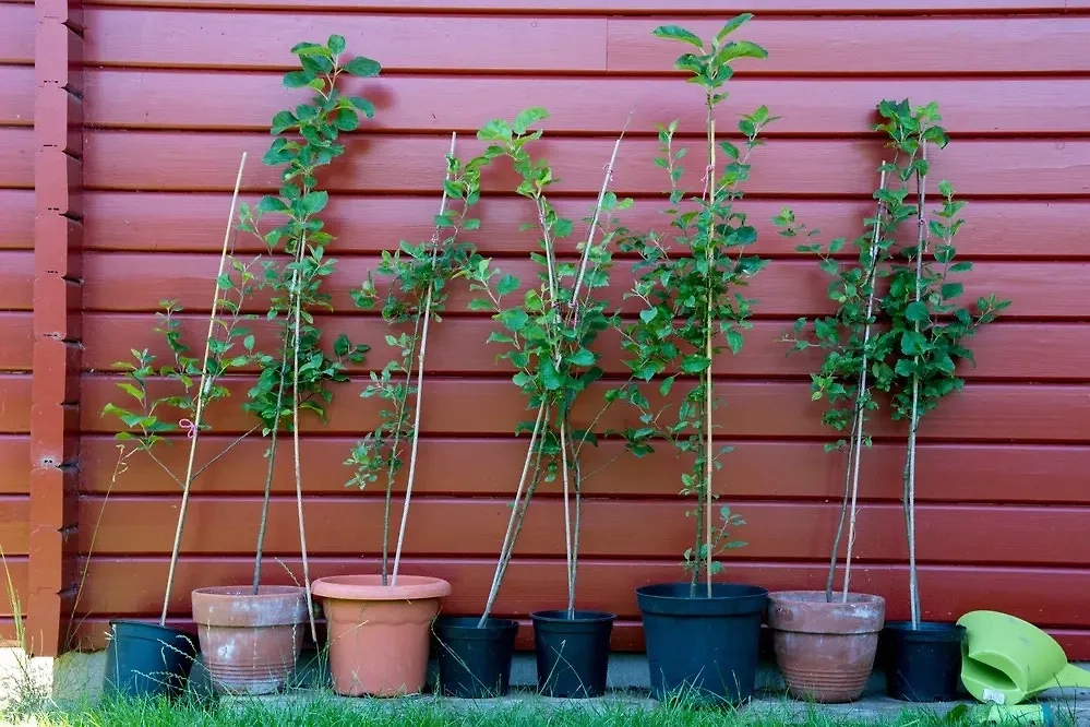 Как правильно выбрать саженец яблони. Фото © Shutterstock / FOTODOM / Luca Pape