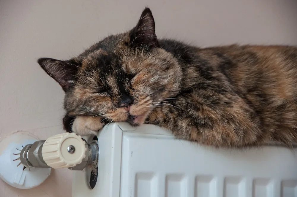 Обложка © Shutterstock / FOTODOM / Subtropicals