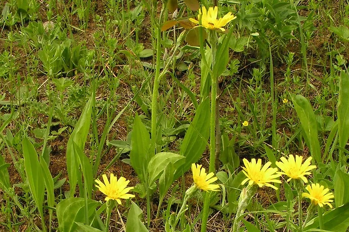 Какие овощи выращивали наши бабушки и почему их стоит вернуть. Фото © Wikipedia / Rasbak