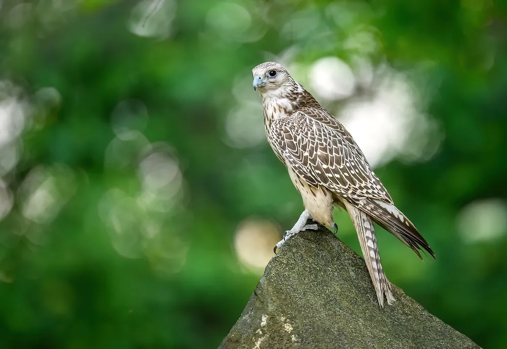 Обложка © Shutterstock / FOTODOM / Piotr Krzeslak