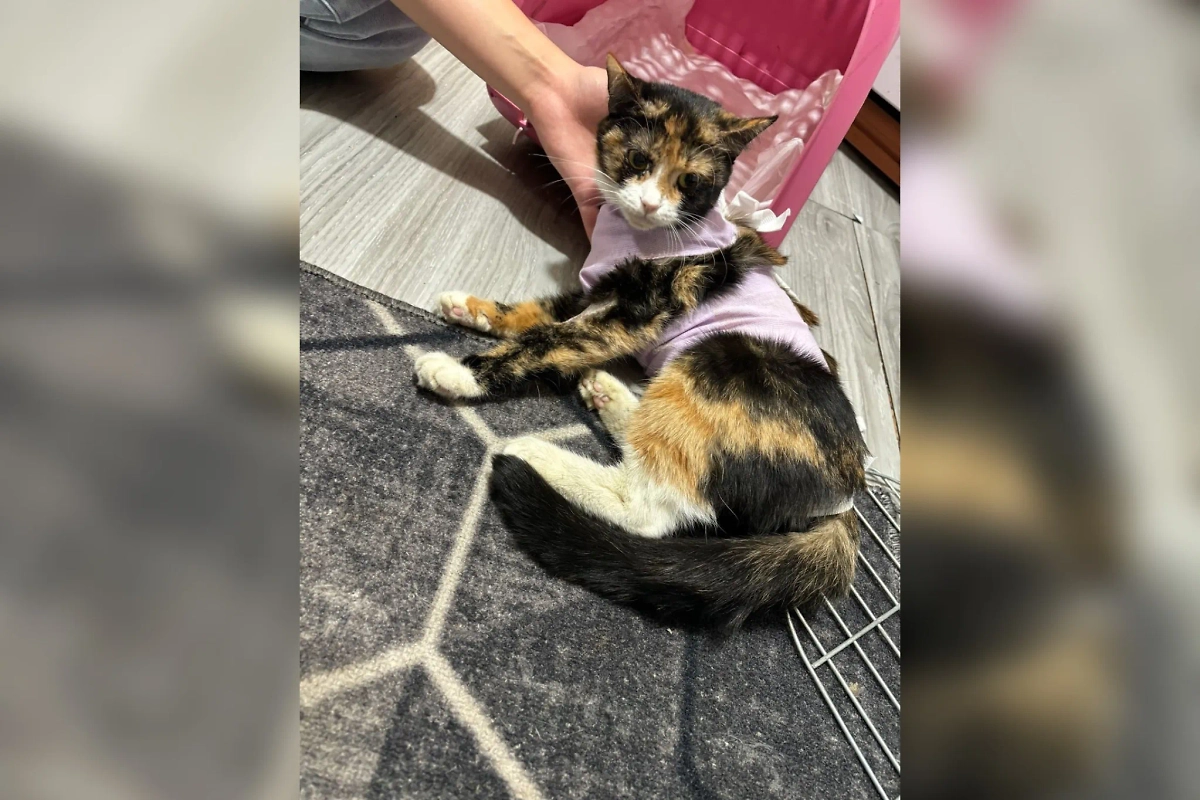 Пострадавшая в Гаджиево кошка осталась жива, но потеряла котят. Обложка © VK / Подслушано в Гаджиево