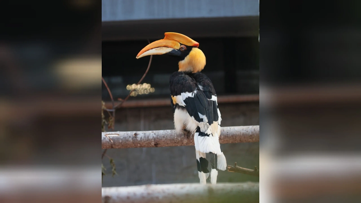 Калао из Ленинградского зоопарка. Обложка © Ленинградский зоопарк