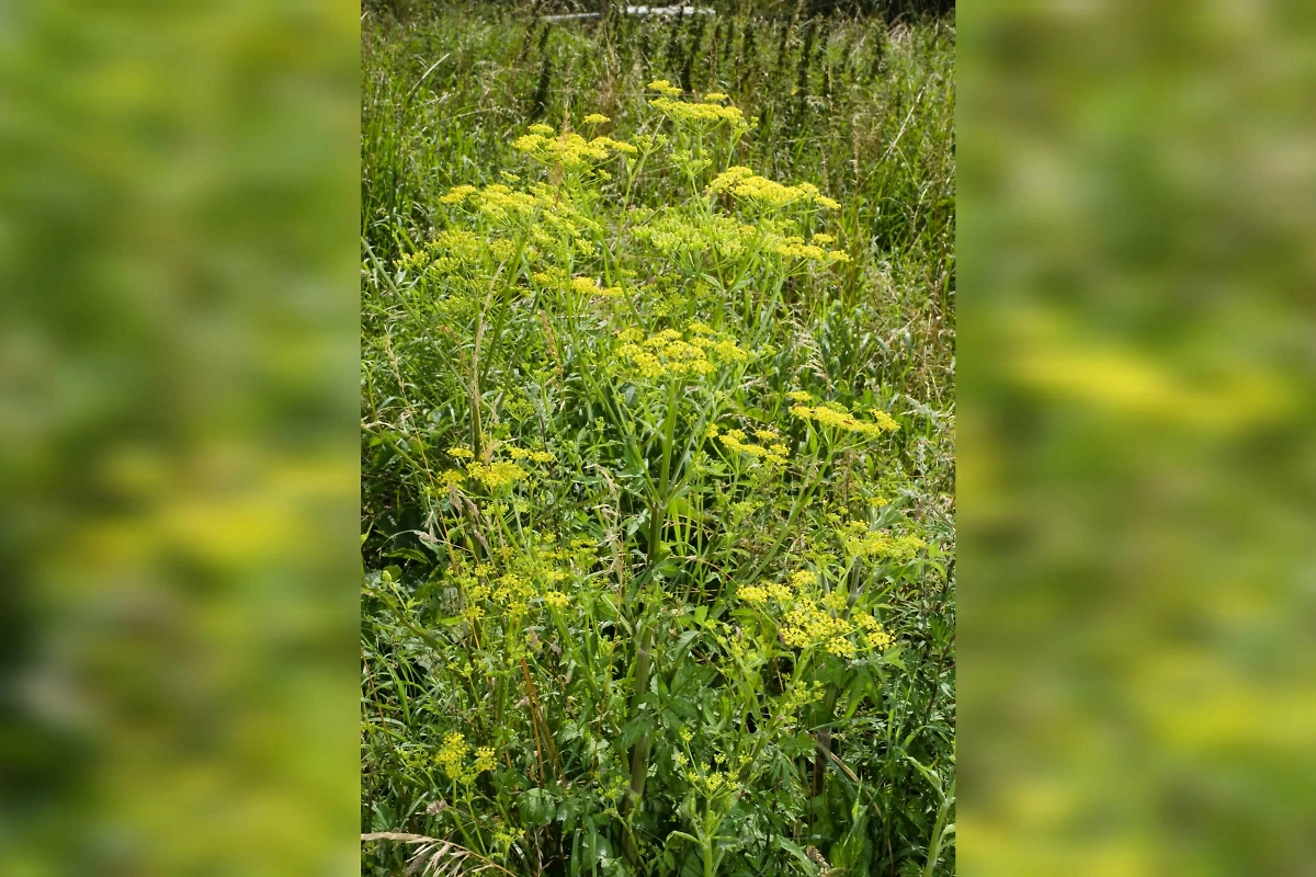 Топинамбур, брюква и другие забытые овощи: польза и выращивание. Фото © Wikipedia / Olivier Pichard