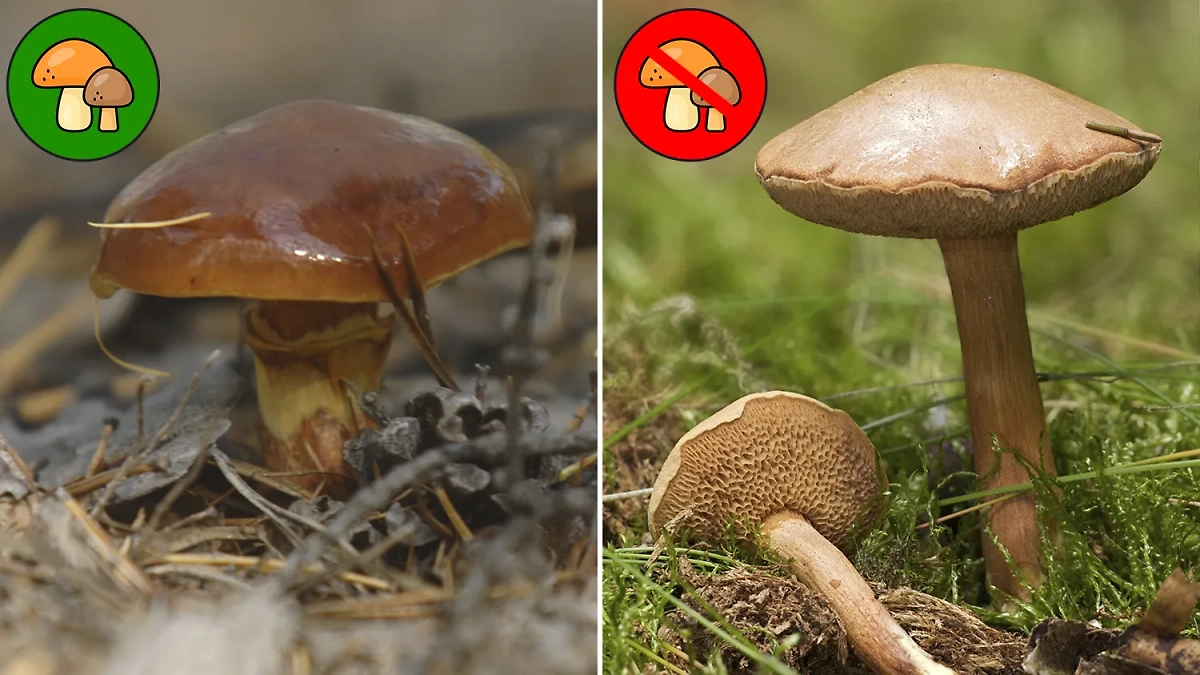 У маслят нет ядовитых двойников, но есть неприятные. Фото © ТАСС / Евгений Епанчинцев © Wikipedia / Jörg Hempel