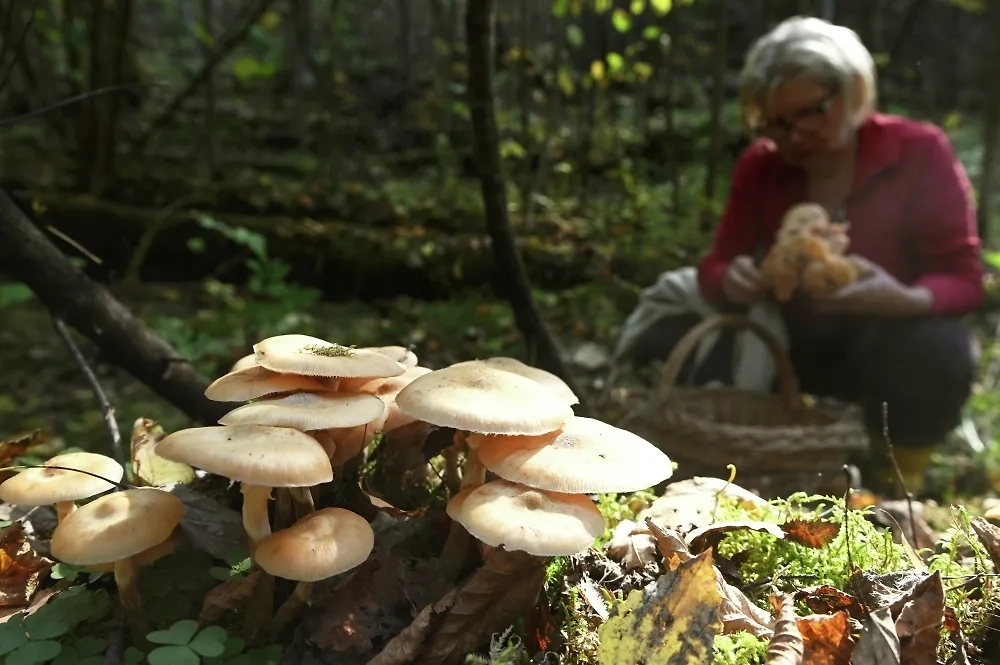 Общие правила сбора грибов есть, например, на портале МЧС России по Краснодарскому краю. Фото © РИА «Новости» / Кирилл Каллиников