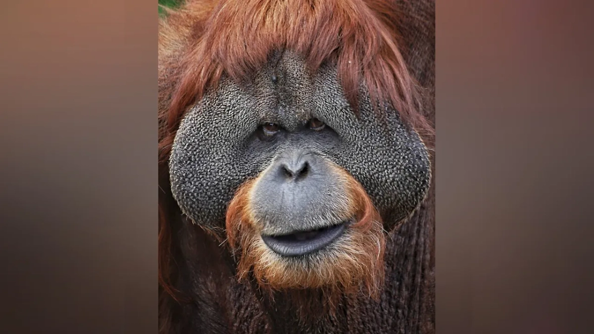 Орангутан Сандокан. Обложка © Telegram /Московский зоопарк