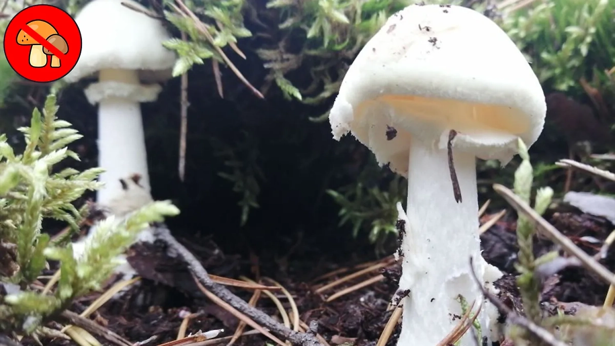 Белая поганка чуть-чуть менее токсична, чем бледная поганка. Но всё ещё смертоносна. Фото © wikigrib