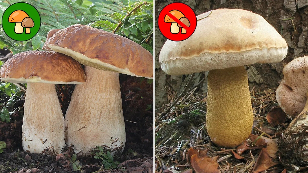 Белый гриб — фото: У него есть множество опасных ядовитых двойников. Фото © Wikipedia / Holger Krisp, Pumber