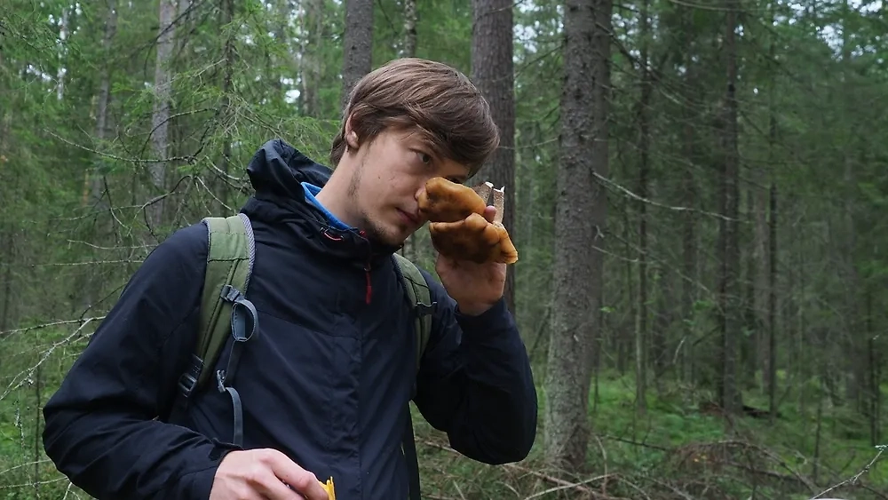 Народные методы, например, серебряная ложка, не определят ядовитый гриб на сто процентов. Фото © Shutterstock / FOTODOM / THEmoments4U