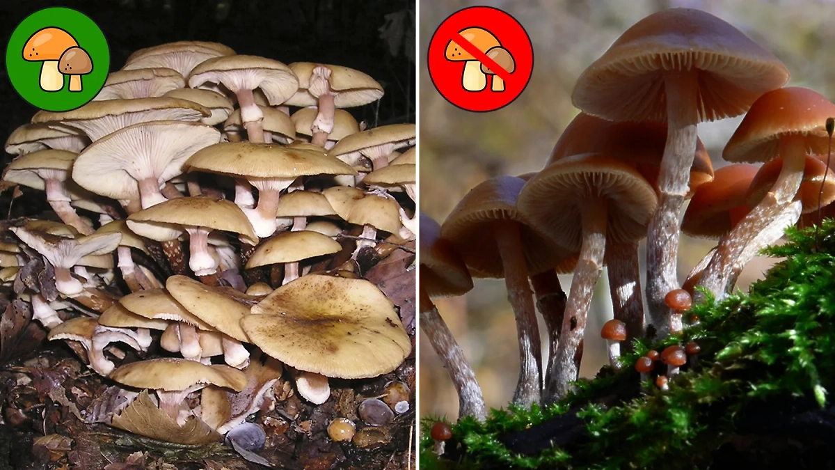 Как выглядят настоящие опята и как — их ядовитые двойники: главные отличия. Фото © Wikipedia © Wikipedia / Lebrac