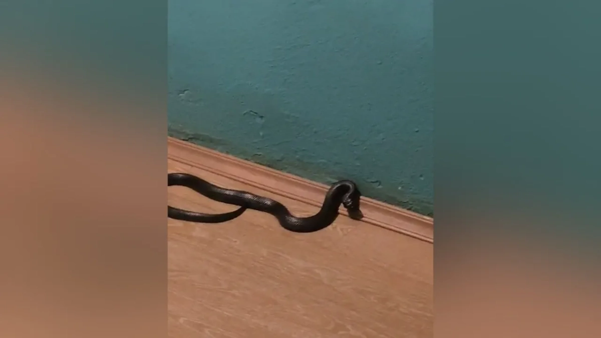 Ядовитая гадюка забралась в квартиру на пятом этаже во Владимире. Обложка © Госохотоинспекция Владимирской области