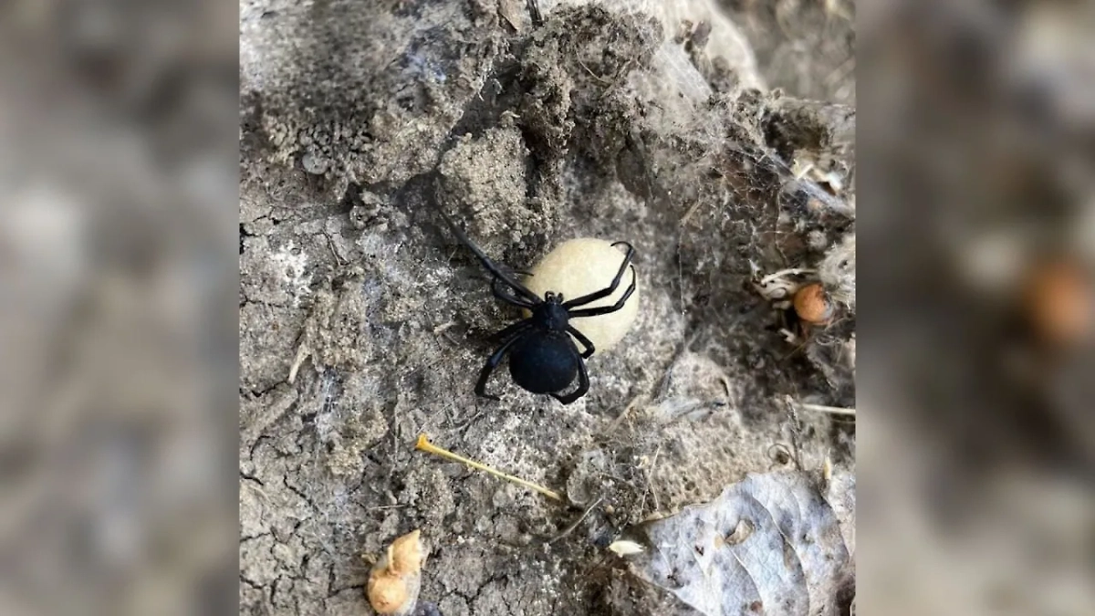 Чёрные и белые вдовы напугали жителей России. Обложка © Telegram / SHOT ПРОВЕРКА