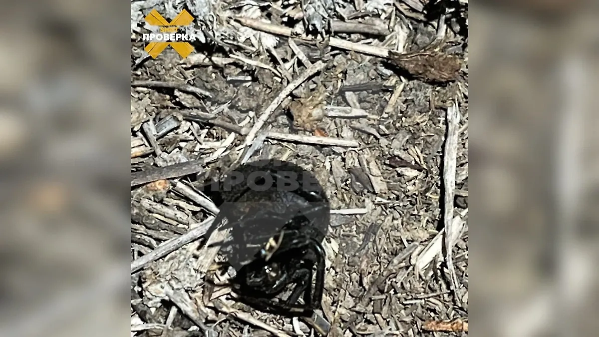 Чёрные и белые вдовы напугали жителей России. Фото © Telegram / SHOT ПРОВЕРКА