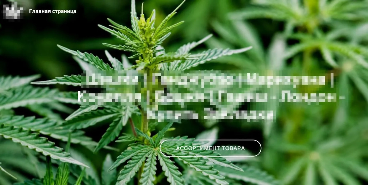 Скриншот главной страницы сайта. Фото © Telegram / Mash