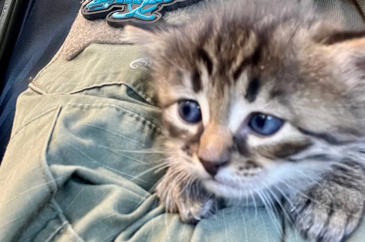 Обложка © Telegram / Военндело