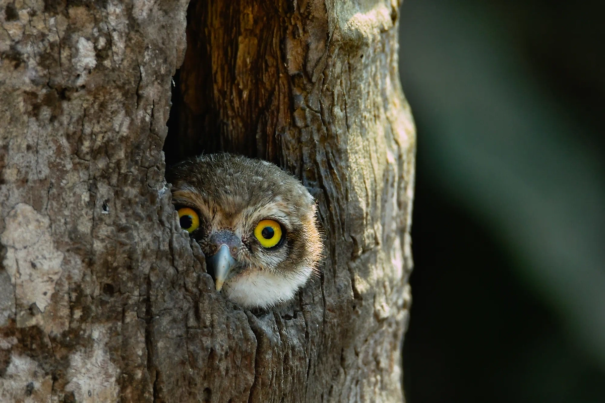 Обложка © Shutterstock / FOTODOM / tomaldas