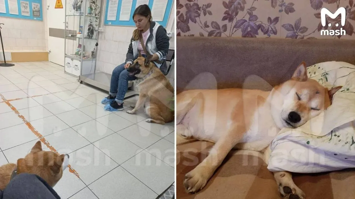 Известный мемный пёс Стив. Обложка © Telegram / Mash