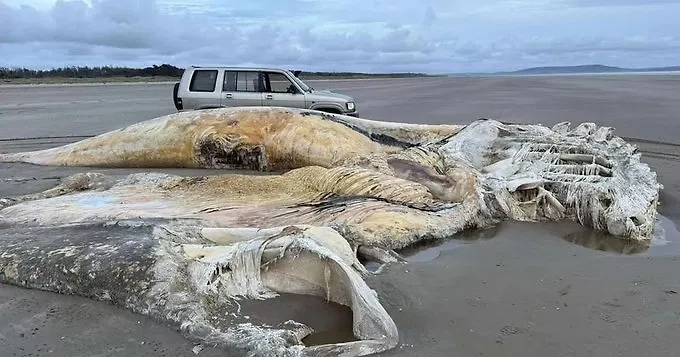 На побережье Великобритании вынесло гигантскую тушу неизвестного существа. Обложка © Х / The Mirror