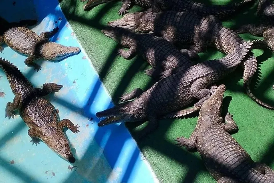 Обложка © Telegram / SHOT