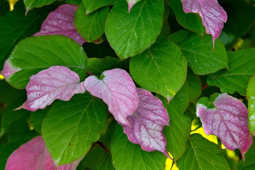 Актинидия — это лиана, а такие растения для денежной энергии очень неблагополучны. Лучше выселять их за пределы дома. Фото © Shutterstock / FOTODOM /  Zhanna Hapanovich