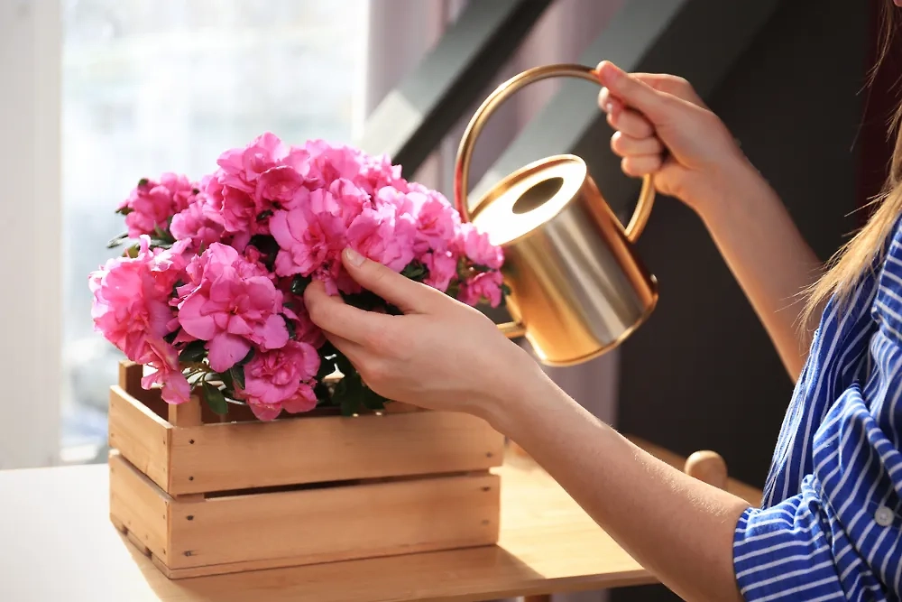 Азалия — противоречивое растение. Она медленно способствует энергетическому дисбалансу. Фото © Shutterstock / FOTODOM / Pixel-Shot