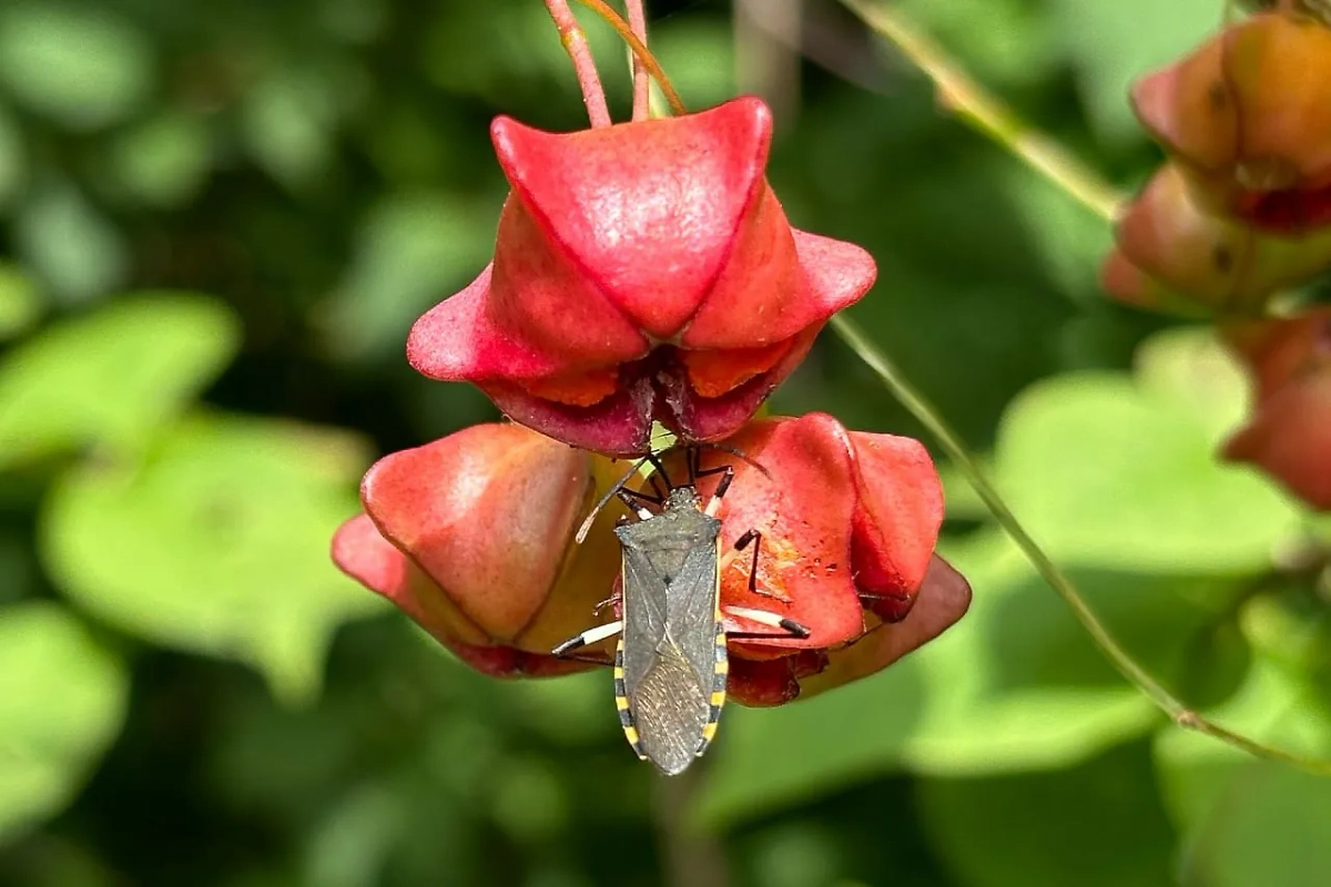 Клоп Plinachtus bicoloripes. Фото © Telegram/Ботсад Владивосток
