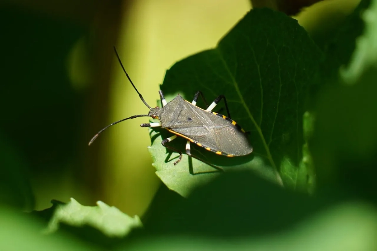 Клоп Plinachtus bicoloripes. Фото © Telegram/Ботсад Владивосток