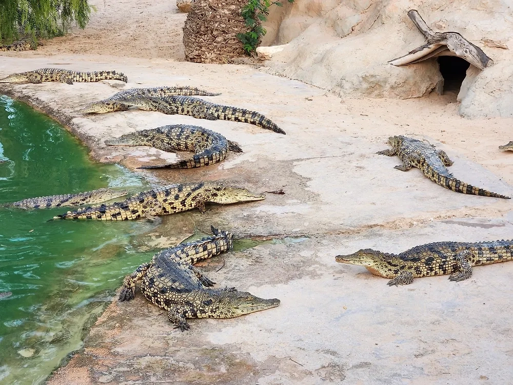 Обложка © Shutterstock / FOTODOM / Nacreddine