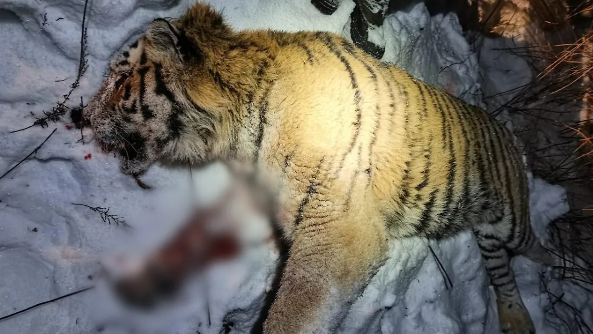 Убитый тигр-людоед в Приморском крае. Обложка © t.me/minles_pk 
