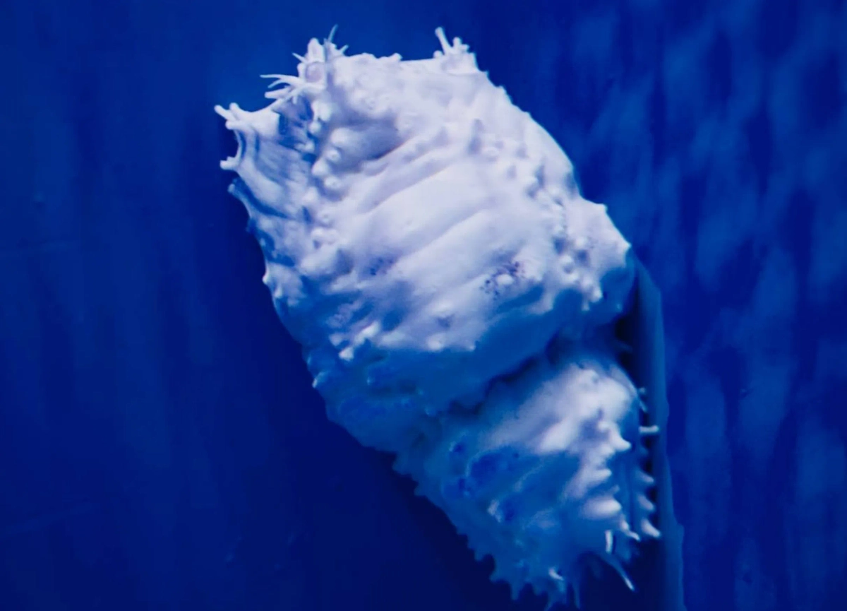 Кукумария-альбинос. Обложка © Telegram / Приморский океанариум | Научно-образовательный комплекс